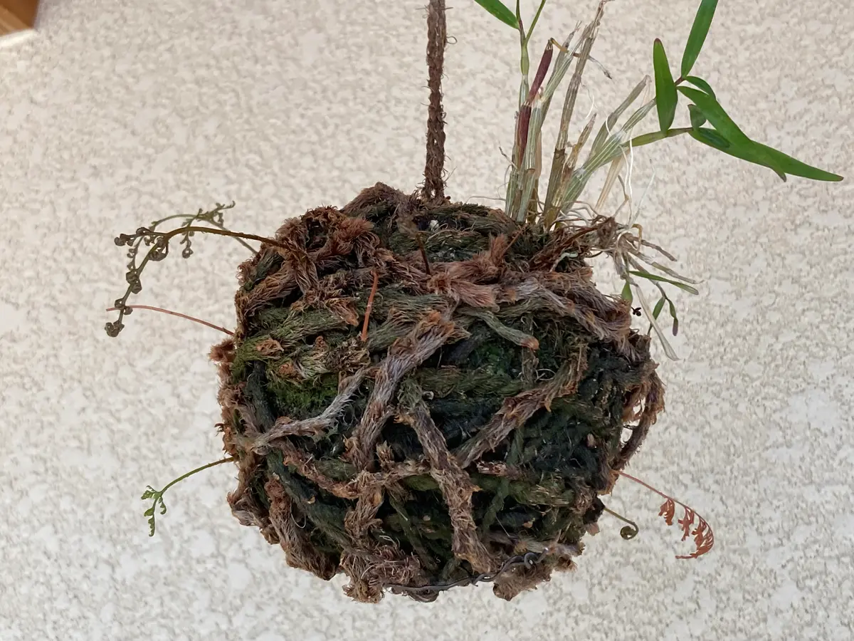 つり忍から芽が🌱｜園芸日記bymuku69｜みんなの趣味の園芸｜1323257