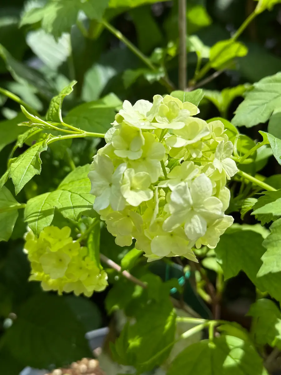 ビバーナムスノーボール ちっちゃい花が咲きました😆｜園芸日記