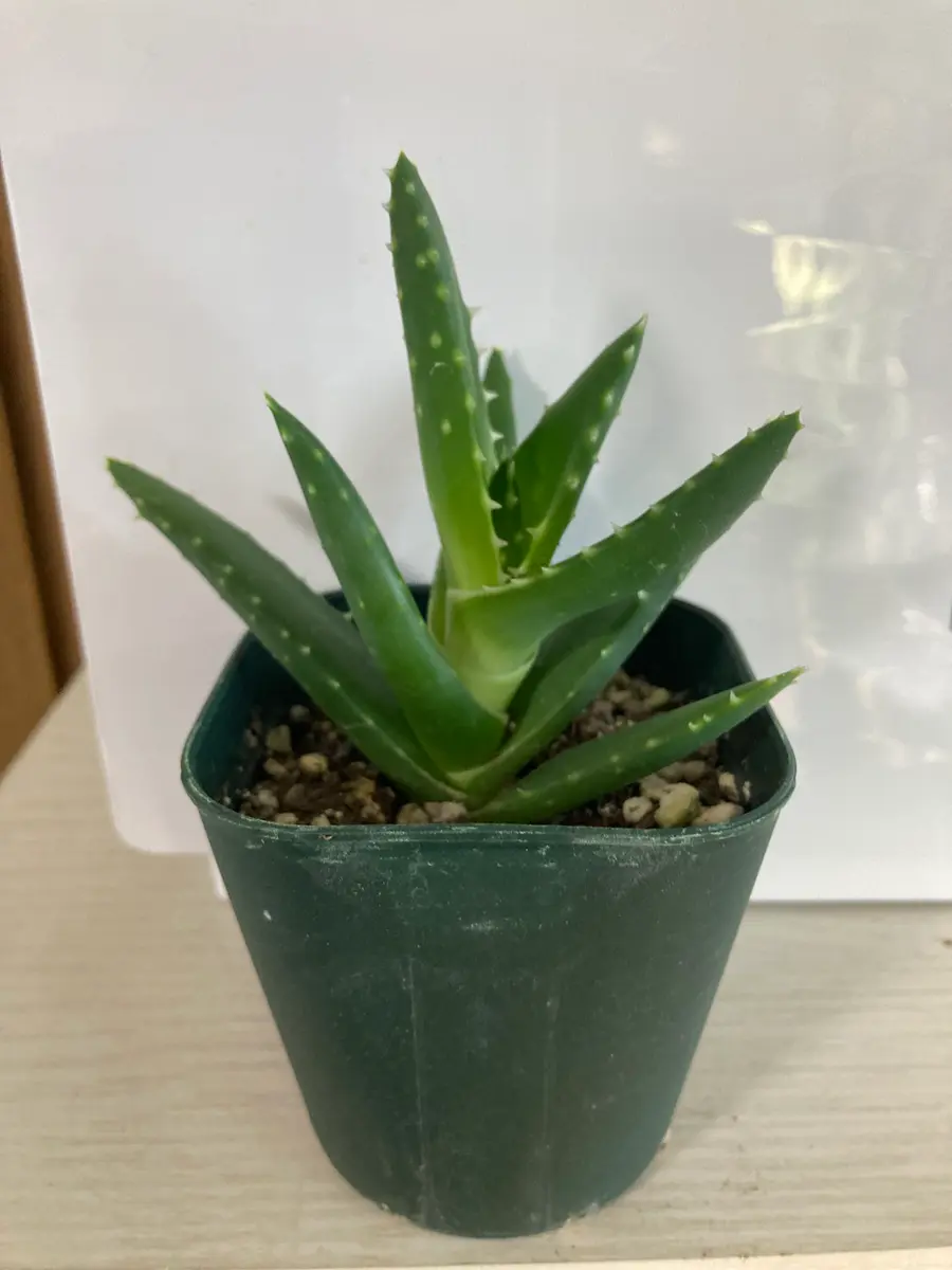 アロエ　不夜城　群生 不夜城 群生を株分けてして販売