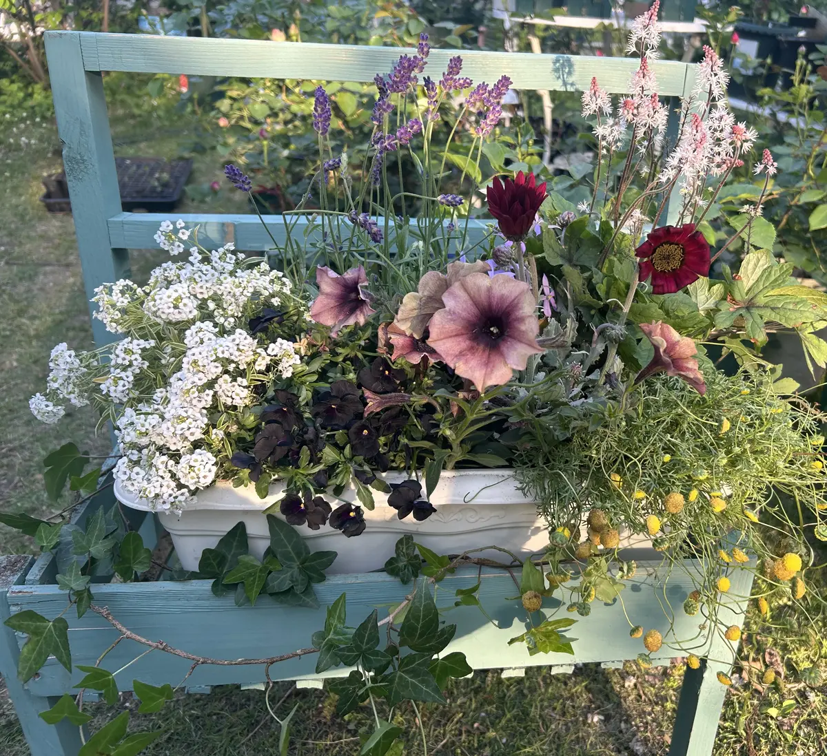 😻初夏の寄せ植えをしました💗〔写真1枚目〕-blackcat120203さんの日記