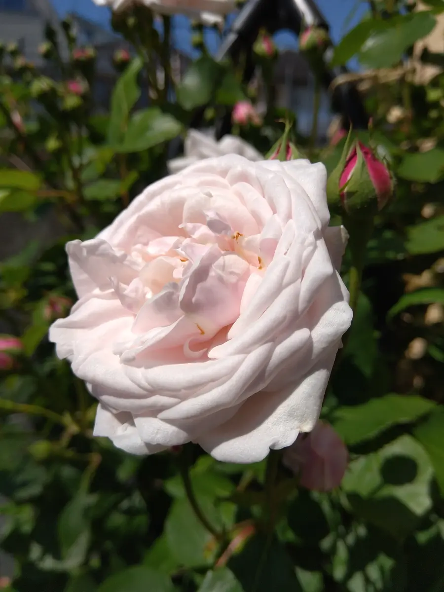 清楚な白薔薇。｜園芸日記byタウラスゆうき｜みんなの趣味の園芸