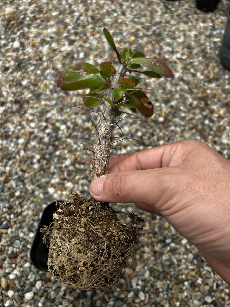 フォークイエリア・ディグエッティ｜園芸日記by44.HD-panhead