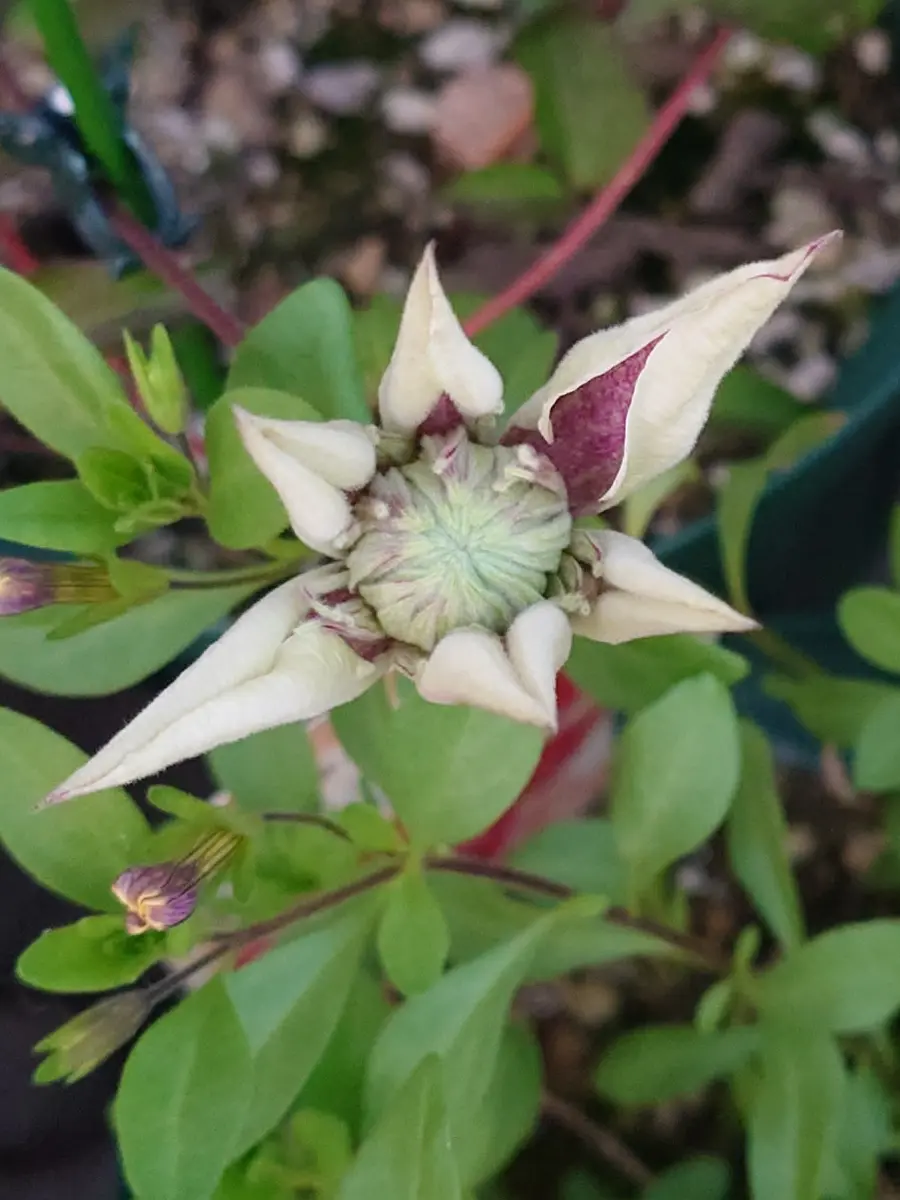 クレマチスの挿し芽｜園芸日記byNash｜みんなの趣味の園芸｜1323947