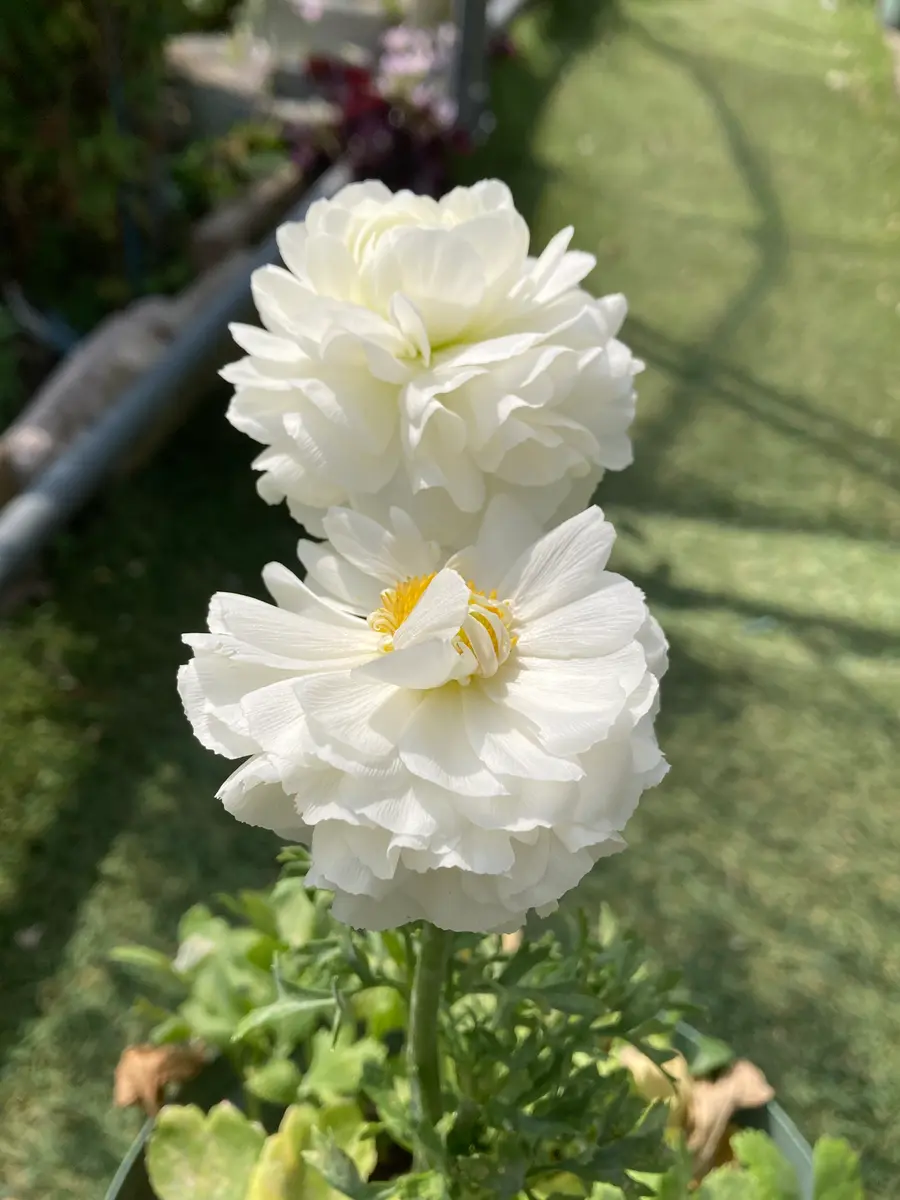 梨のお花＊梨のつぼみの枝＊切り花】真っ白い可憐な可愛いお花