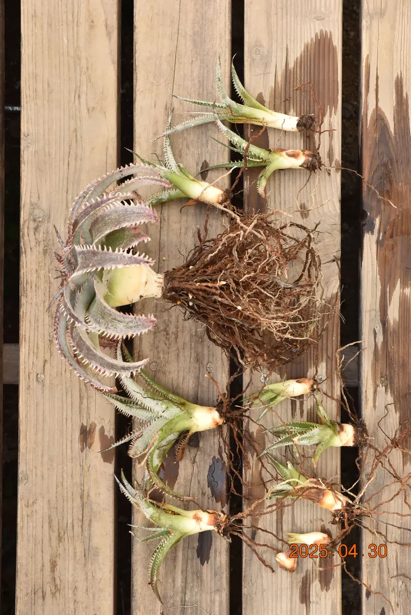 ディッキア・ワサビの植え替え｜園芸日記by鹿せんべい｜みんなの趣味の