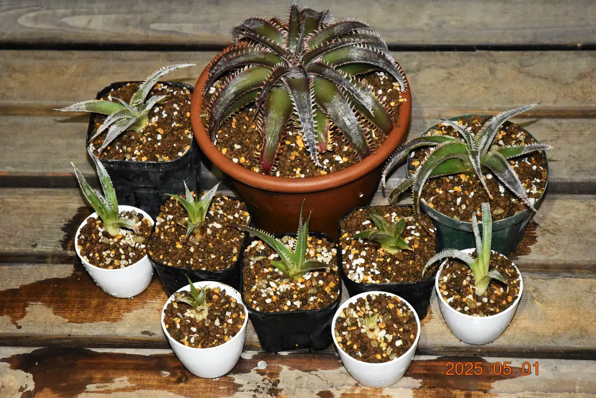 ディッキア・ワサビの植え替え｜園芸日記by鹿せんべい｜みんなの趣味の