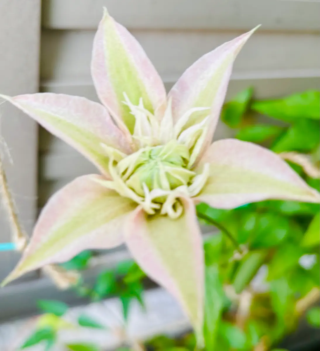 咲良の妖精🌸｜園芸日記byぴょこぴょこ｜みんなの趣味の園芸