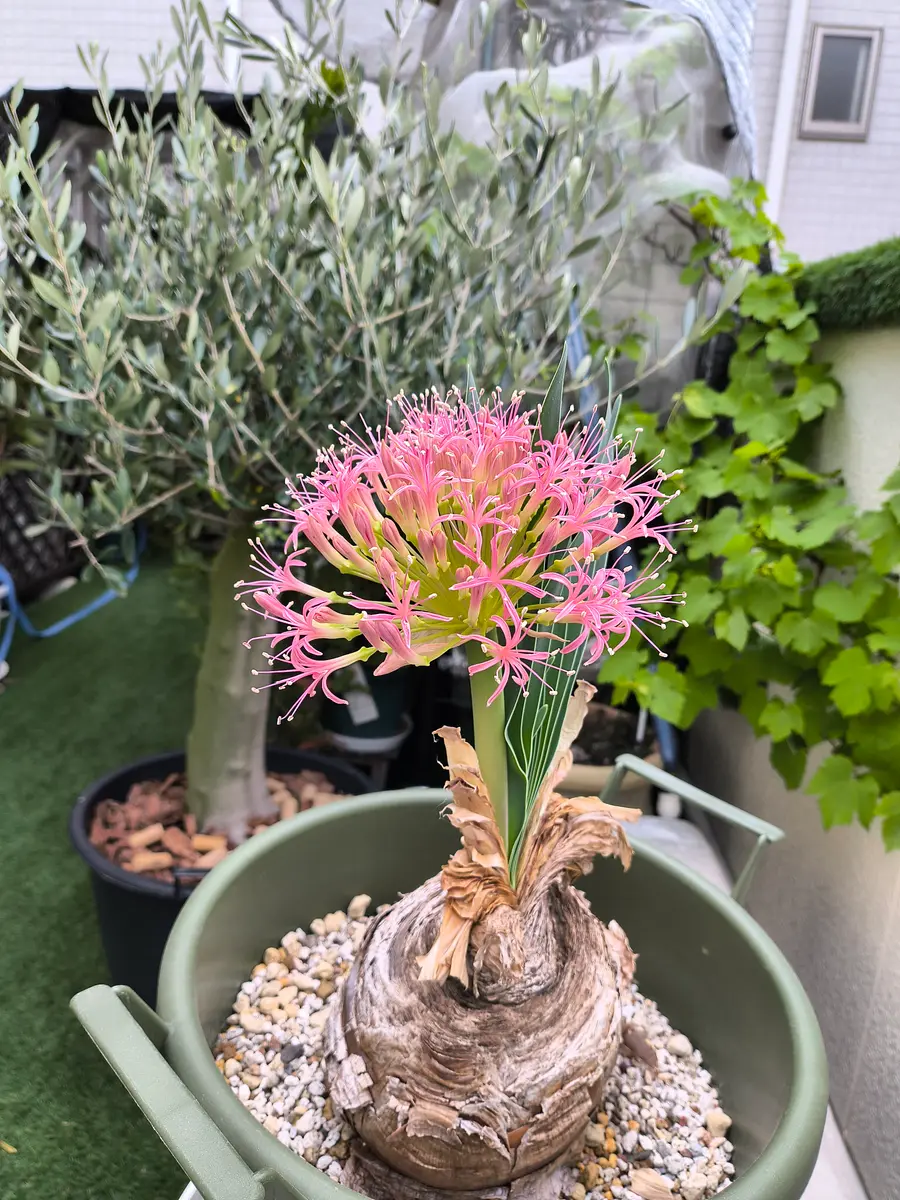 ⑤旅人の木開花前 8節 タビビトノキ（旅人の木）はどうやって剪定し