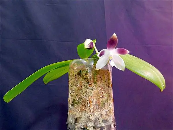 胡蝶蘭原種　テトラスピス　セルレア　Phal.tetraspis 洋蘭 胡蝶蘭原種 テトラピス セルレア開花｜園芸日記byネカタ｜みんなの趣味