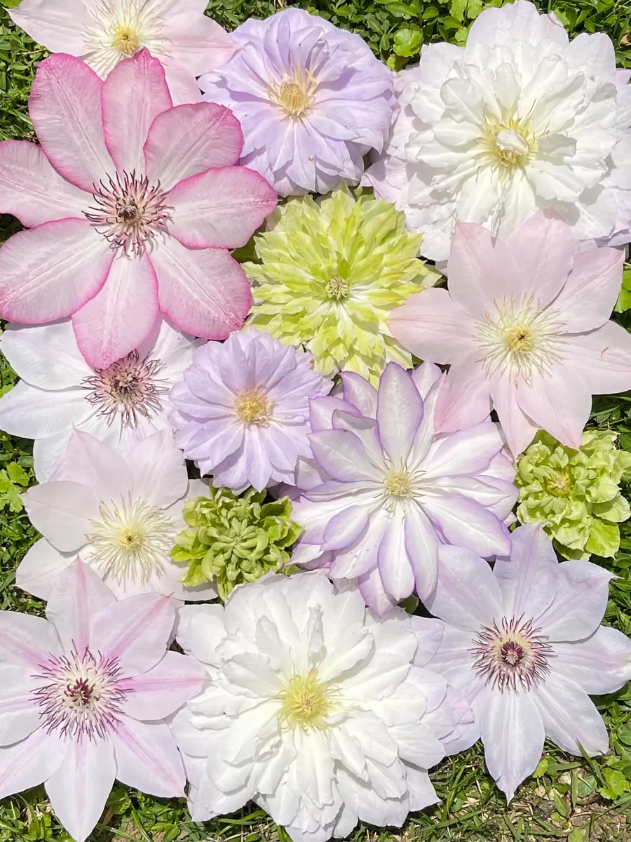 超爆安 今日のクレマチスの花遊び🌸 5/1｜園芸日記bynamihei｜みんなの 花