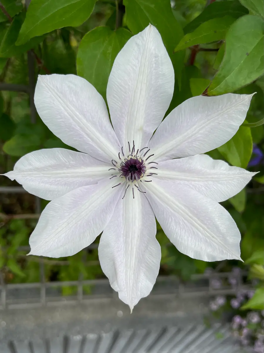 今日のクレマチスの花遊び🌸 5/1｜園芸日記bynamihei｜みんなの