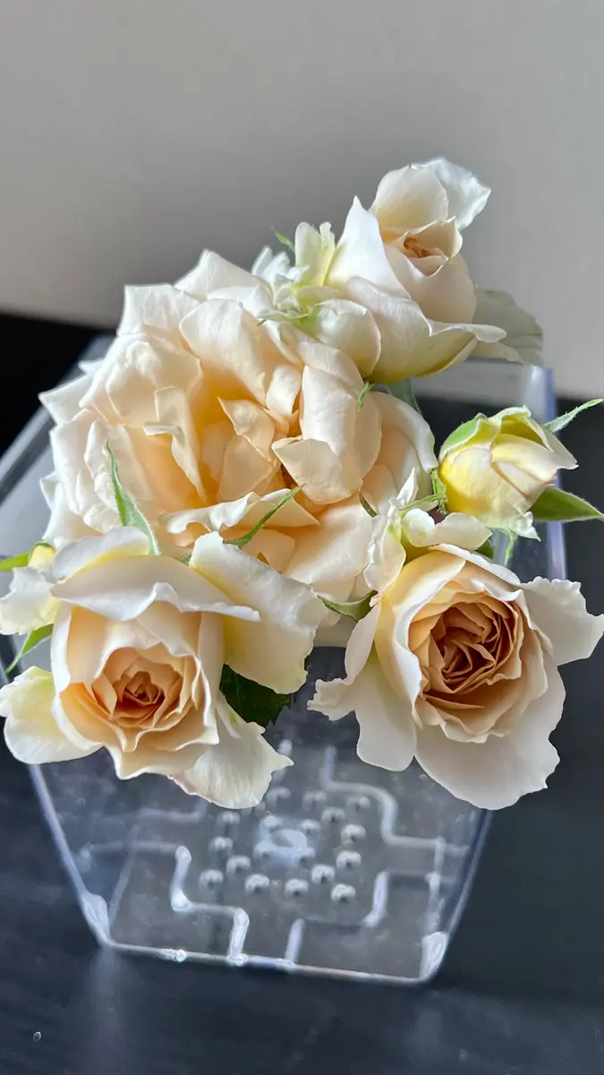 かしこ｜園芸日記byふかふか猫｜みんなの趣味の園芸｜1324246