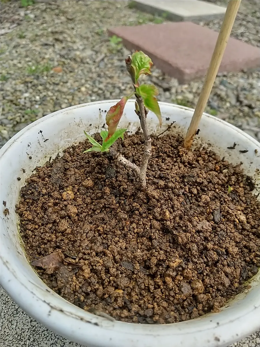 キャサバ挿木用苗700本入り MAKOTO GARDEN取り置き4月上旬 挿し芽初心者です。よろしくお願いいたします。庭の椿の挿木｜園芸