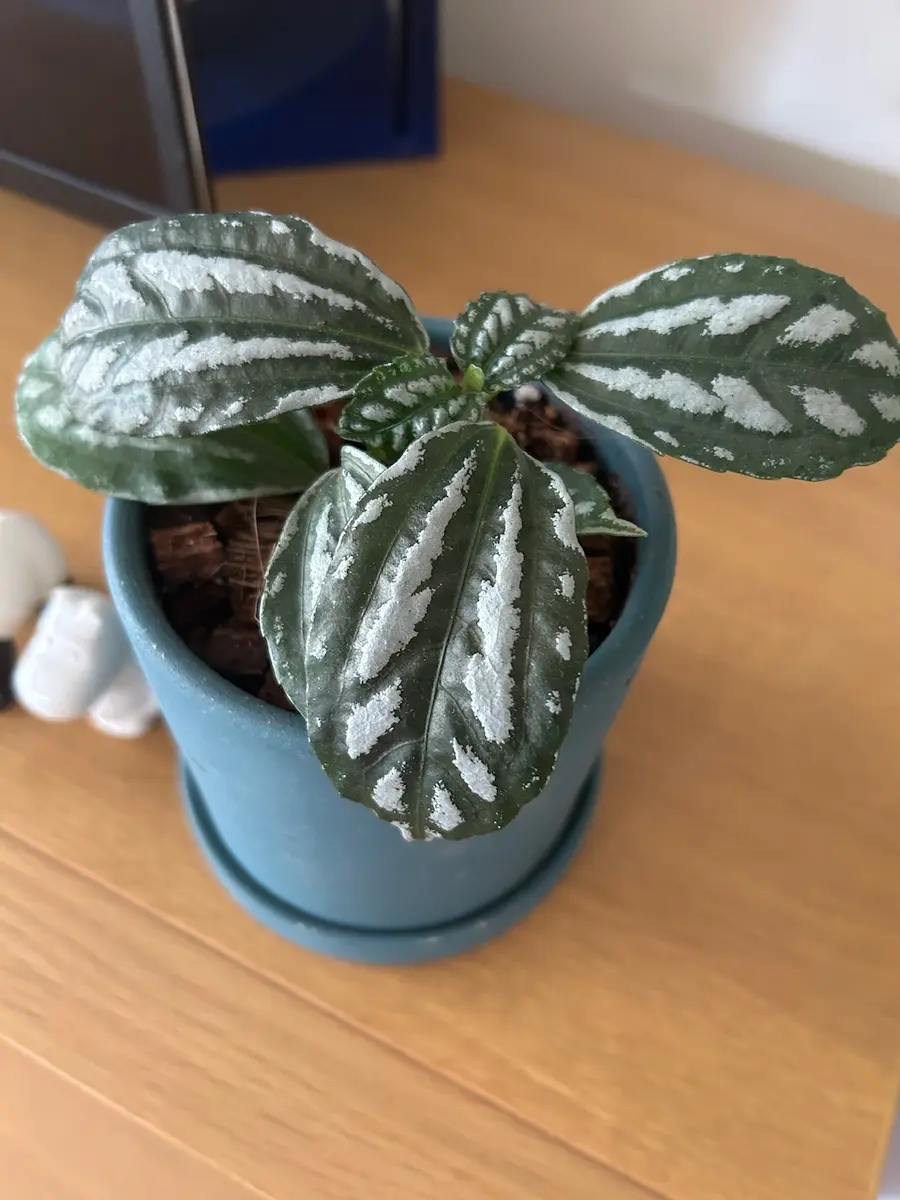 観葉植物たち🪴｜園芸日記bymisomama｜みんなの趣味の園芸｜1324358