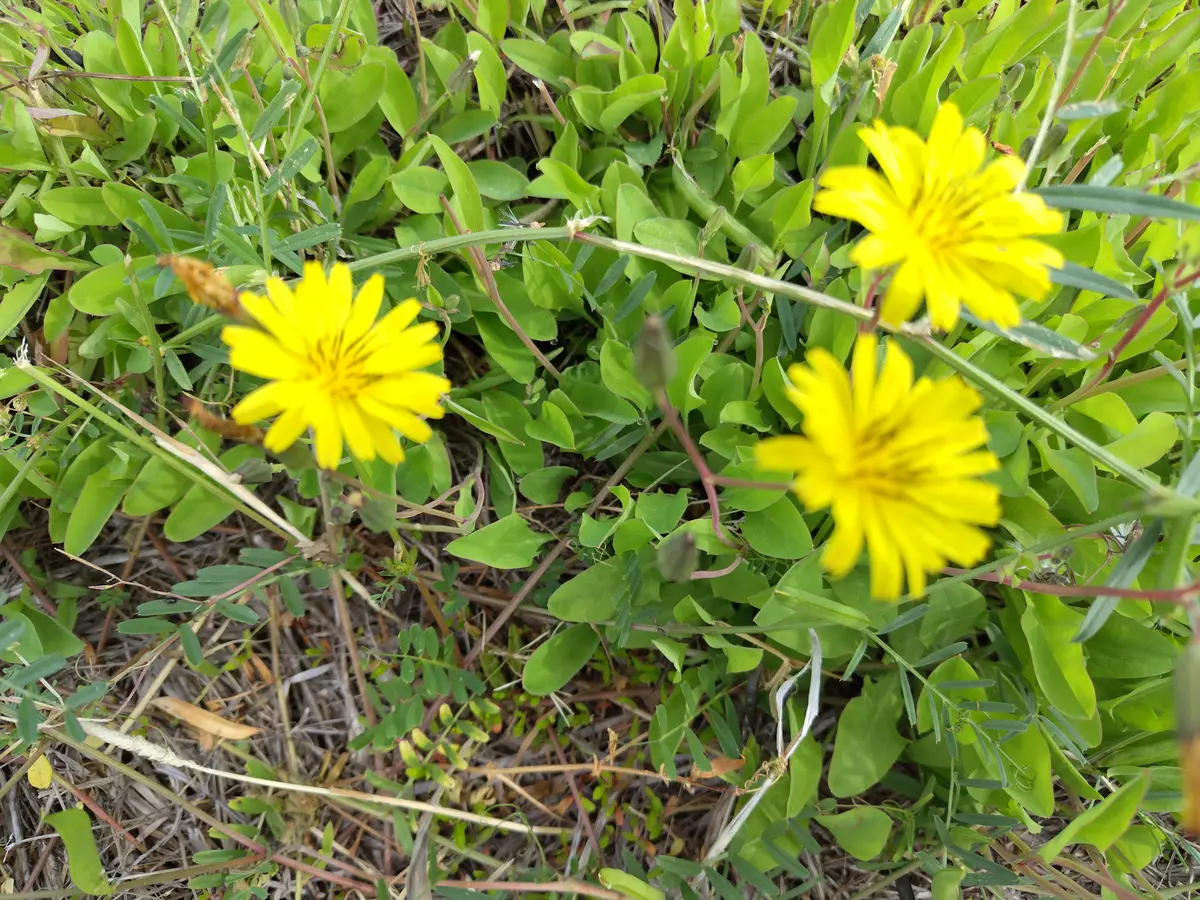 タイトル無し｜園芸日記byすてきなおじいちゃん｜みんなの趣味の園芸 