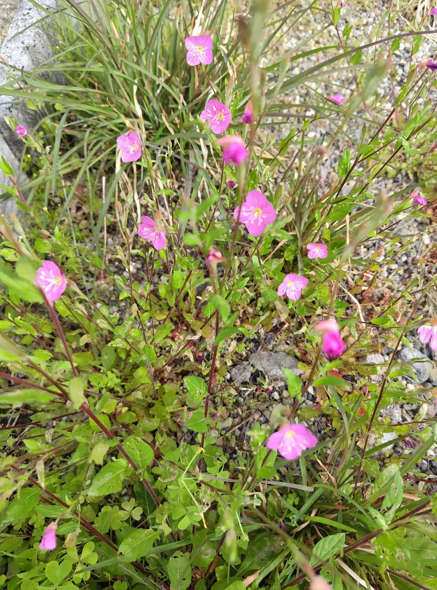 タイトル無し｜園芸日記byすてきなおじいちゃん｜みんなの趣味の園芸 