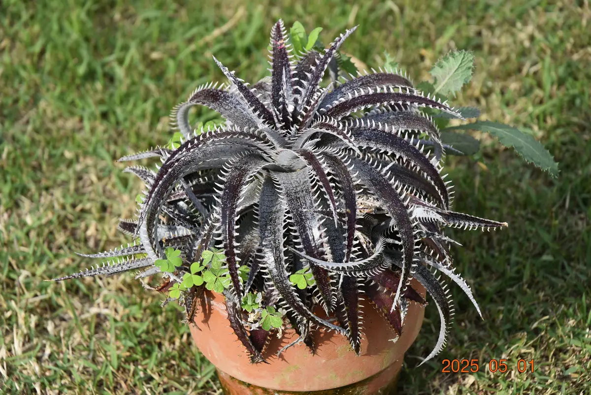 ディッキア・ビルベイカーの植え替え その1｜園芸日記by鹿せんべい