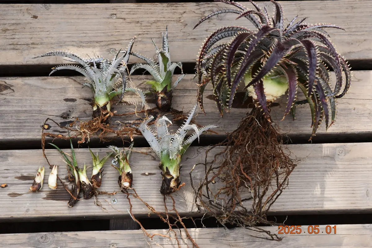 ディッキア・ビルベイカーの植え替え その1｜園芸日記by鹿せんべい