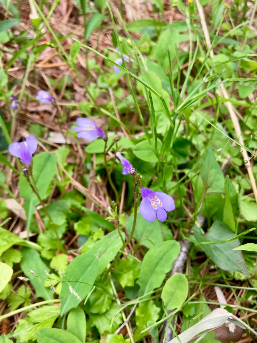 見かけた山野草｜園芸日記byむぎはな｜みんなの趣味の園芸｜1324522