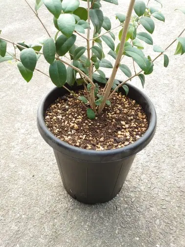 グアビユ植替え｜園芸日記by裕戯｜みんなの趣味の園芸｜1324572