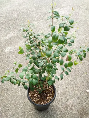 グアビユ植替え｜園芸日記by裕戯｜みんなの趣味の園芸｜1324572