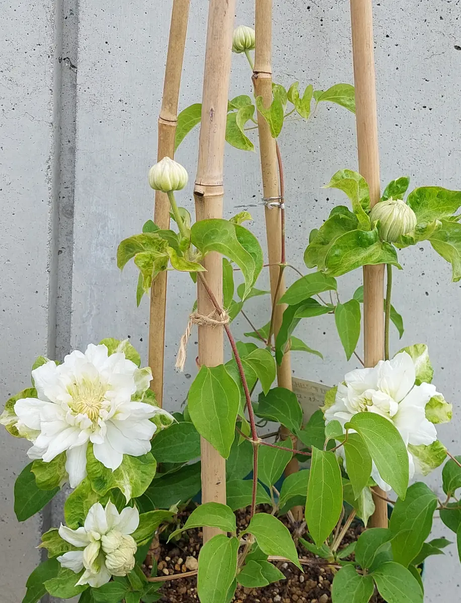 ダッチェス オブ エジンバラ
