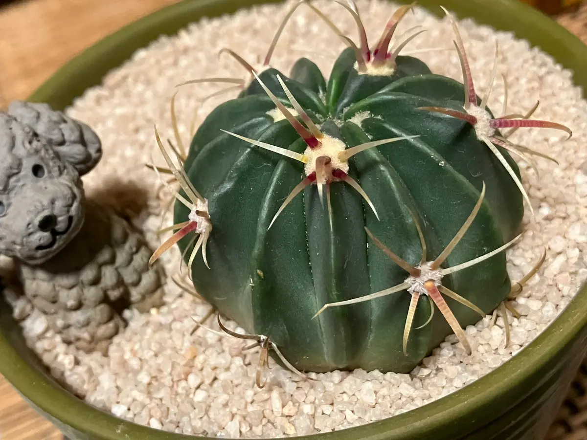 獰猛？激しい？フェロカクタス！｜園芸日記byYuckey｜みんなの趣味の