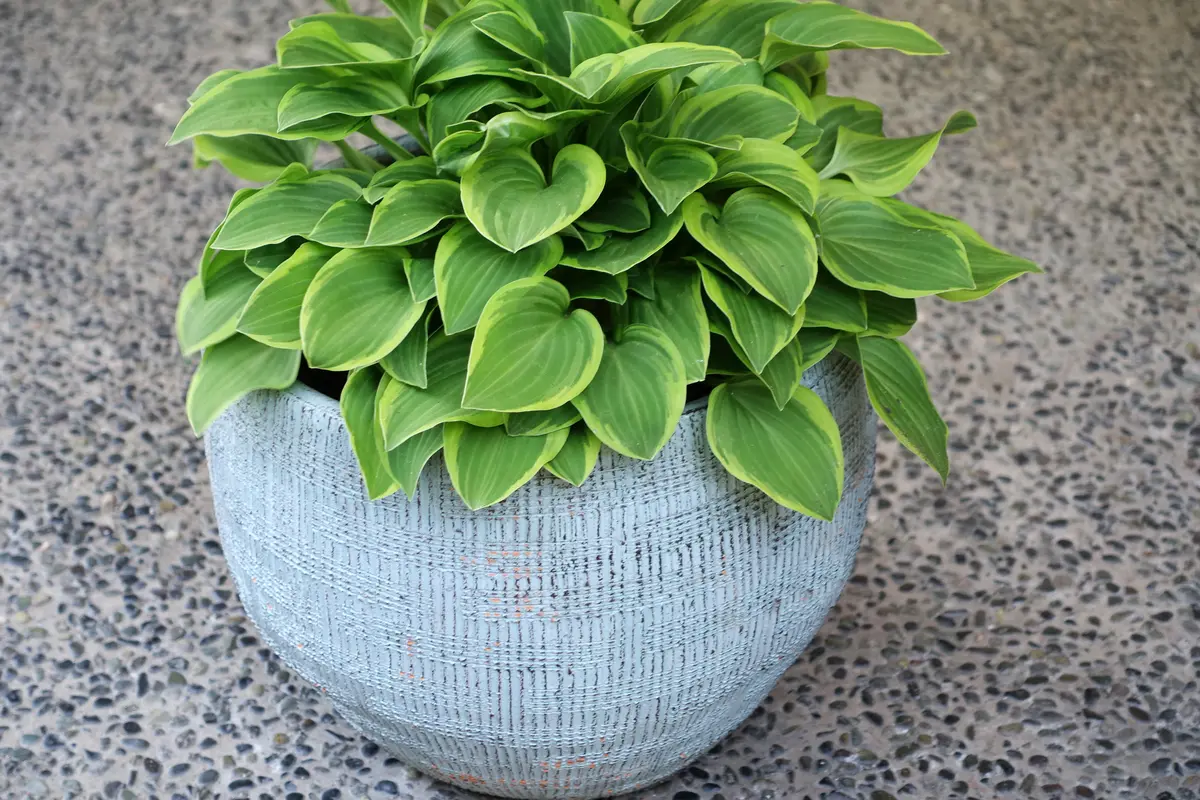 ギボウシ｜園芸日記by金太郎ちゃん｜みんなの趣味の園芸｜1324996