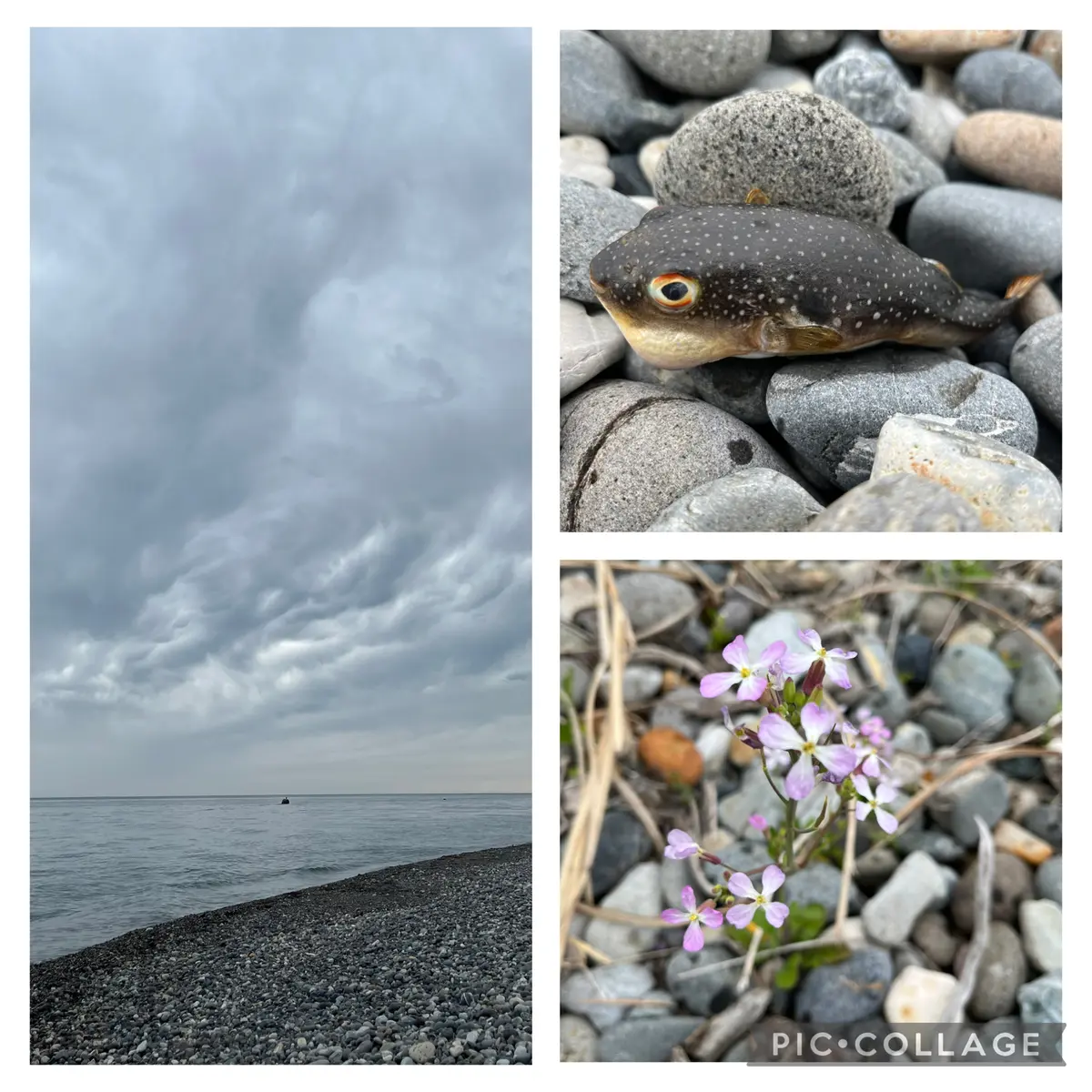 黒翡翠get!!｜園芸日記by水色の木｜みんなの趣味の園芸｜1325151