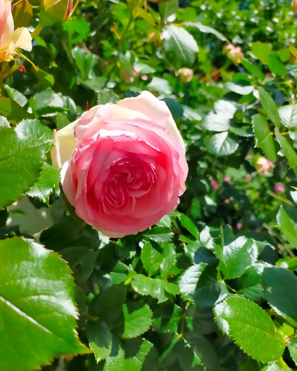 ピエール·ド·ロンサール、切り花のバラの開花。｜園芸日記byKuroko
