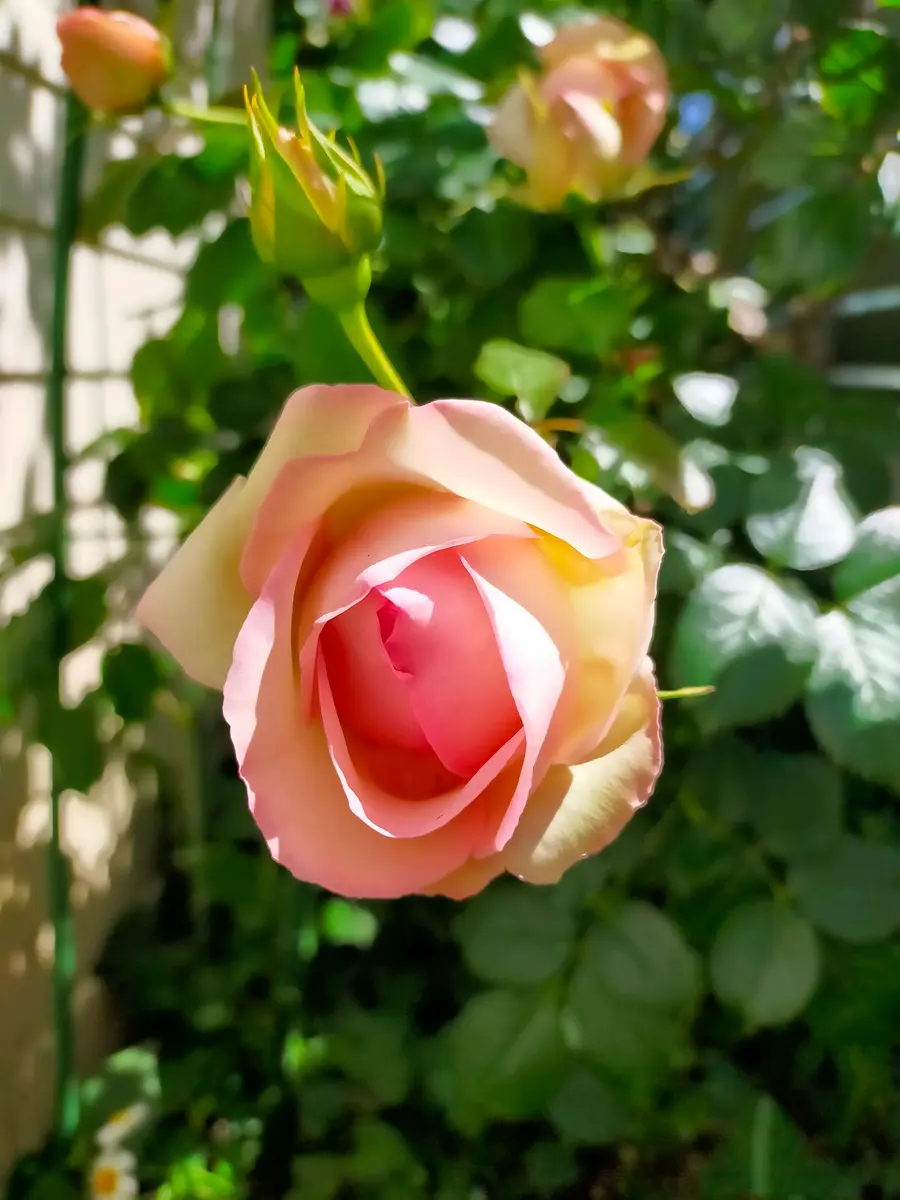 ピエール·ド·ロンサール、切り花のバラの開花。｜園芸日記byKuroko