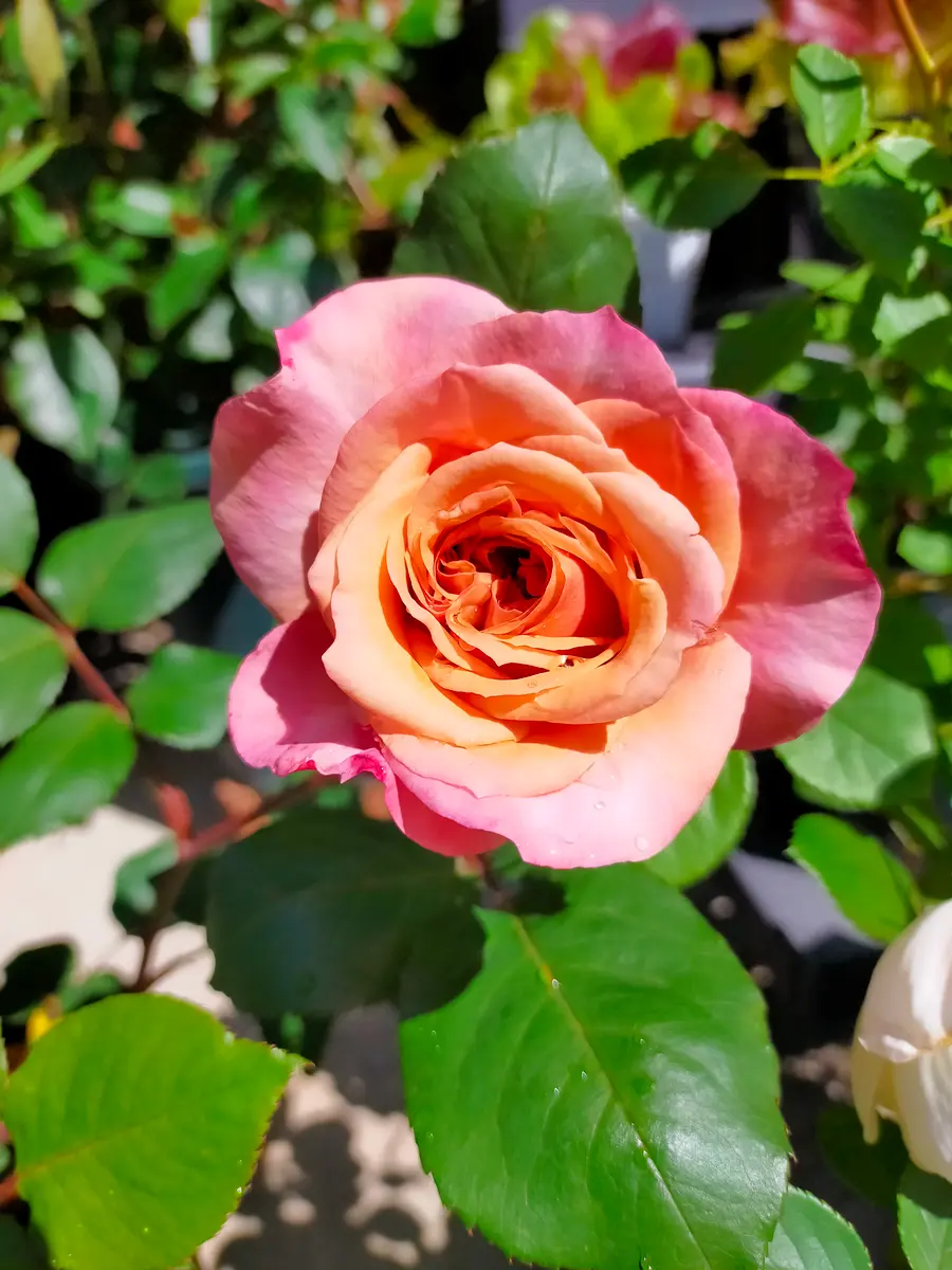 ピエール·ド·ロンサール、切り花のバラの開花。｜園芸日記byKuroko