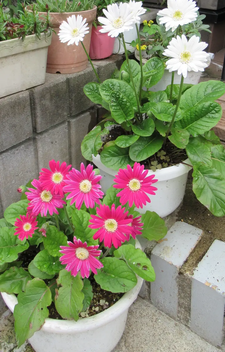 ピンクガーベラの乙女な寄せ植え かたよっ