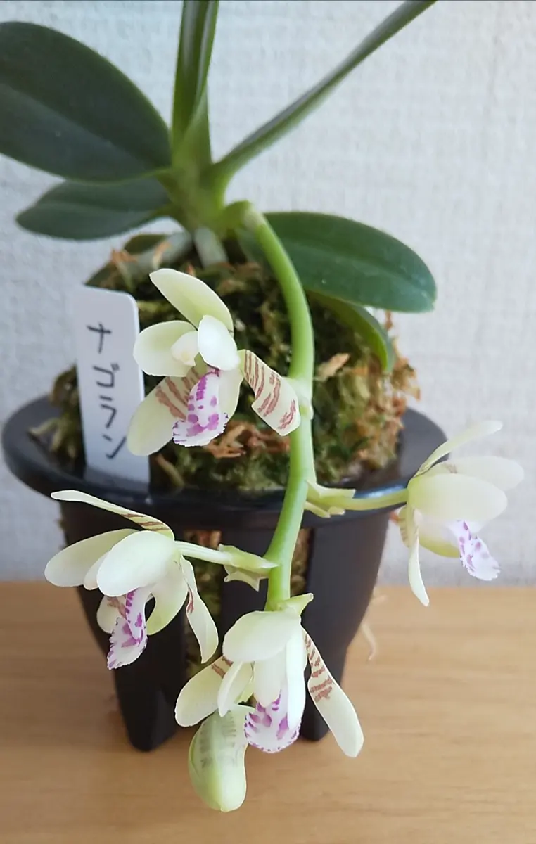 🌿長葉の名護蘭の花｜園芸日記byユミ猫｜みんなの趣味の園芸｜1325253