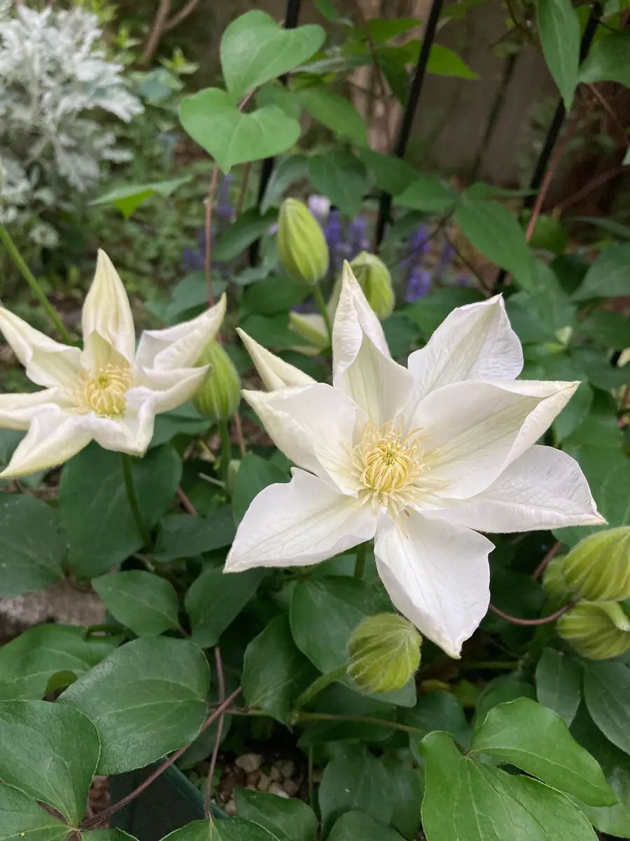 江戸茶｜園芸日記byさいちぇん｜みんなの趣味の園芸｜570201