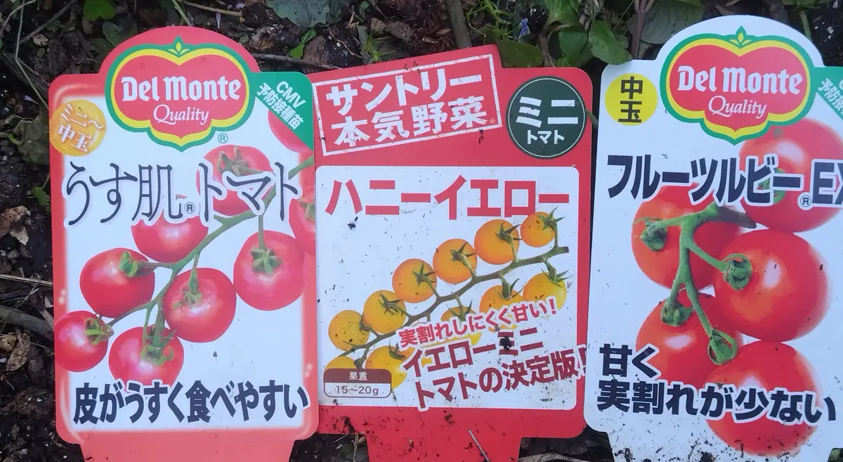 【高知インター店】 今年のトマト🍅｜園芸日記byjictenko｜みんなの趣味の園芸｜1325316 絵画