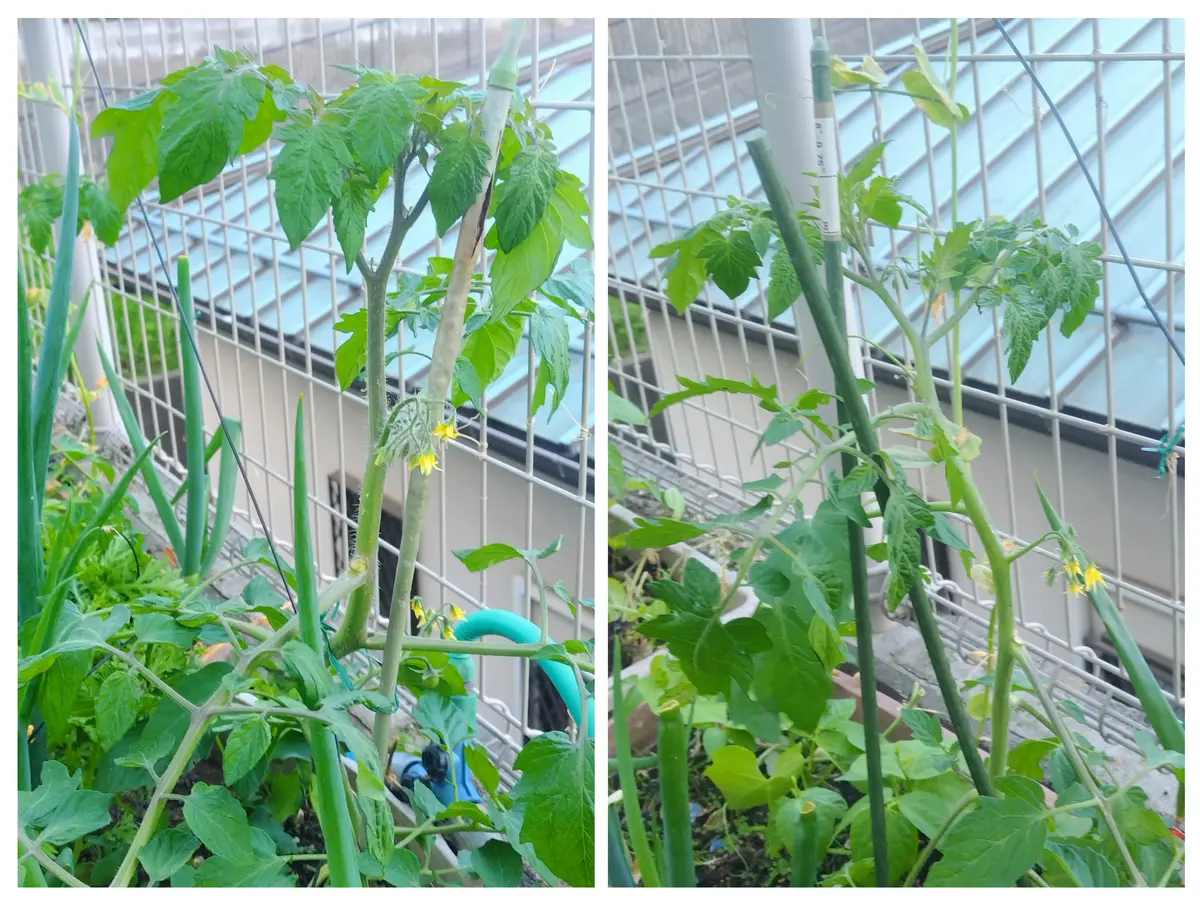 今年のトマト🍅｜園芸日記byjictenko｜みんなの趣味の園芸｜1325316
