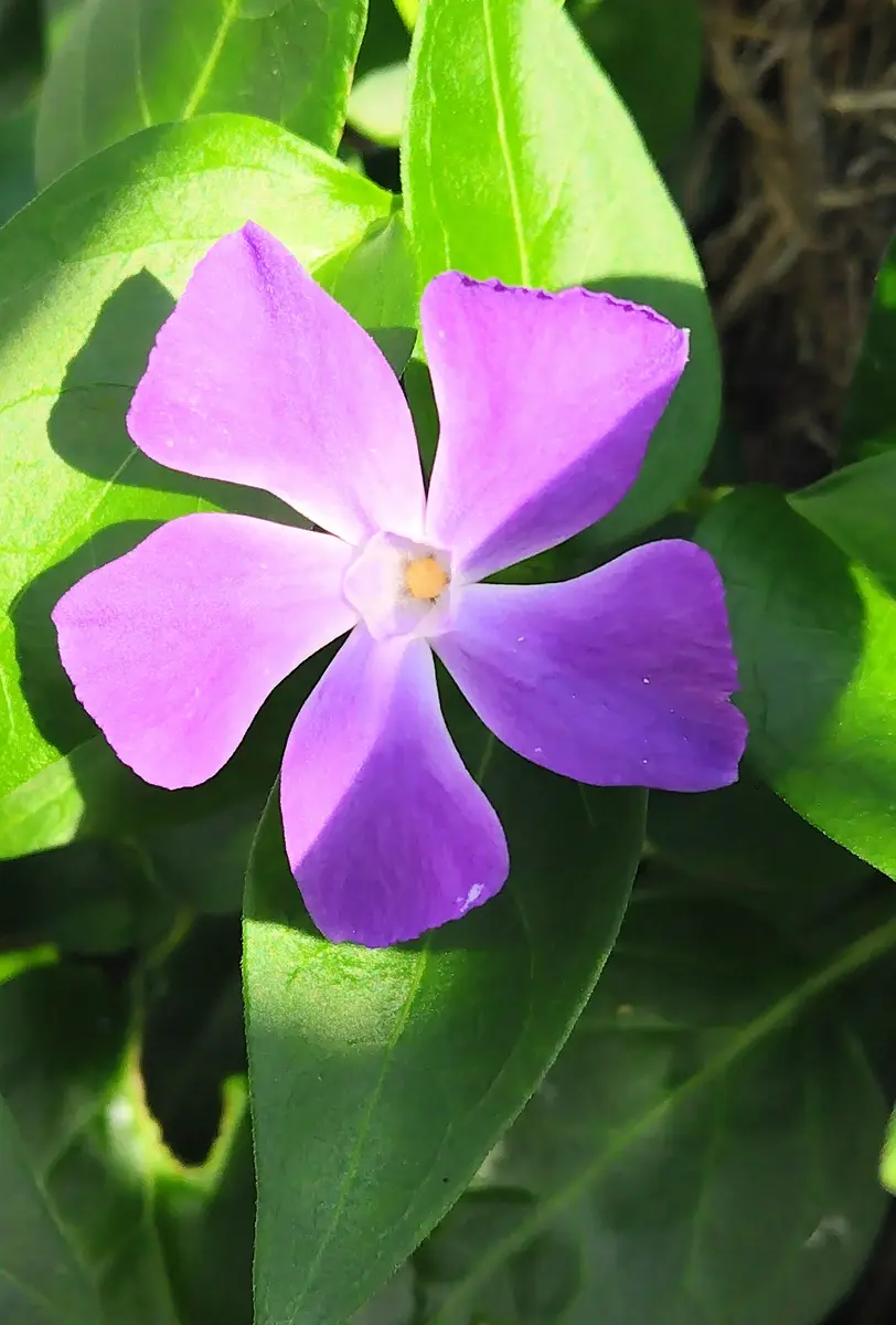 庭の野草〔写真3枚目〕-jictenkoさんの日記｜みんなの趣味の園芸