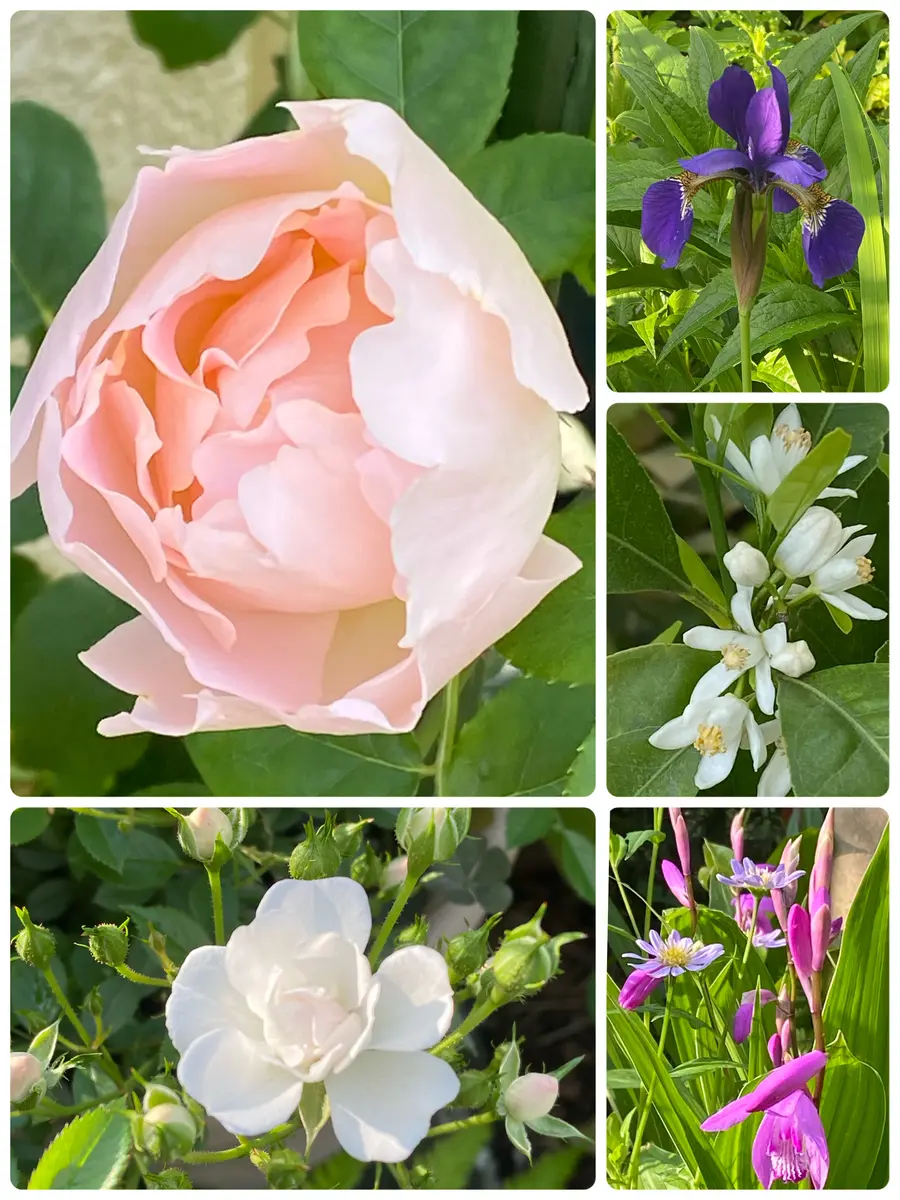 商品画像：Effeuiller la Marguerite ~Whereabouts of Maiden's Love 3