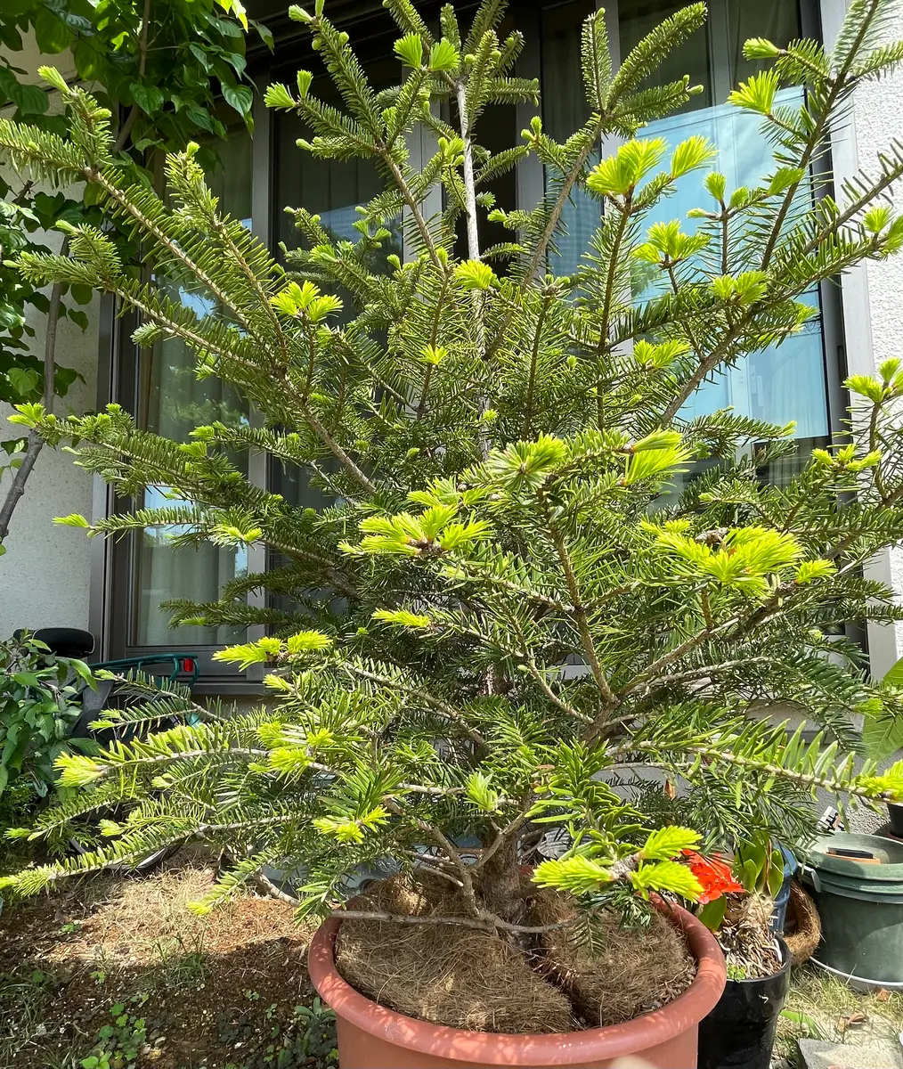 モミの木の新芽｜園芸日記byガーデンPAPA｜みんなの趣味の園芸｜1325673