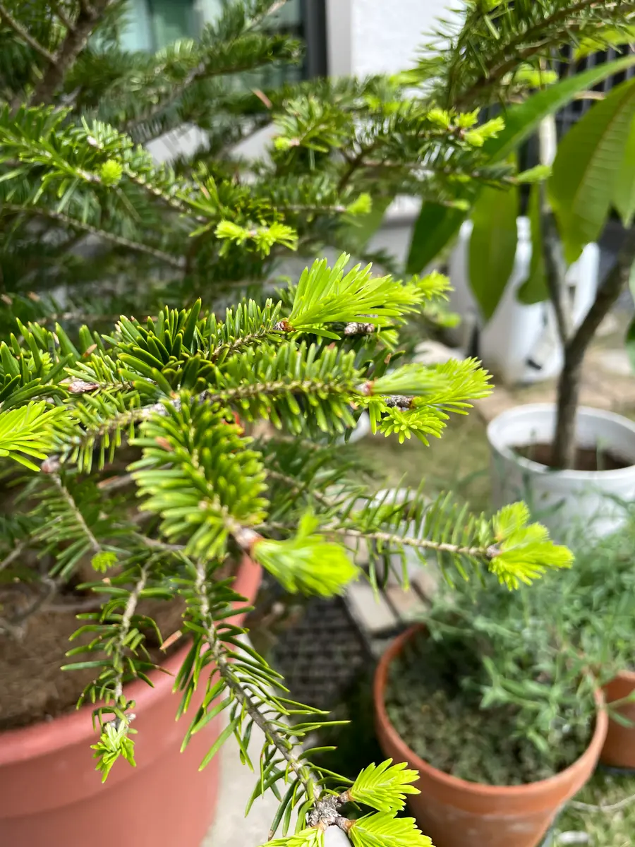 モミの木の新芽｜園芸日記byガーデンPAPA｜みんなの趣味の園芸｜1325673