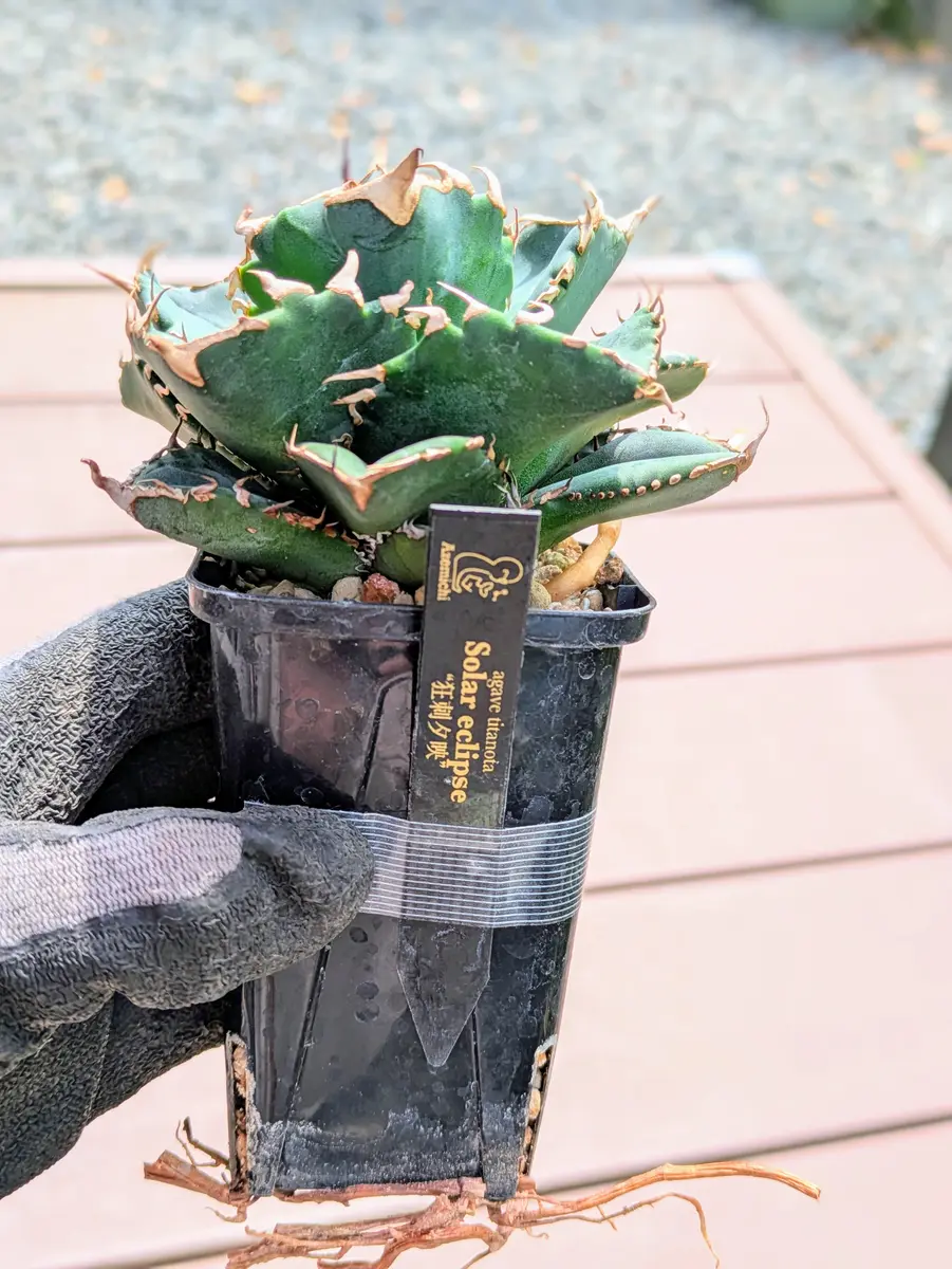 アガベ狂刺夕映｜園芸日記byなかのねこ｜みんなの趣味の園芸｜1325675