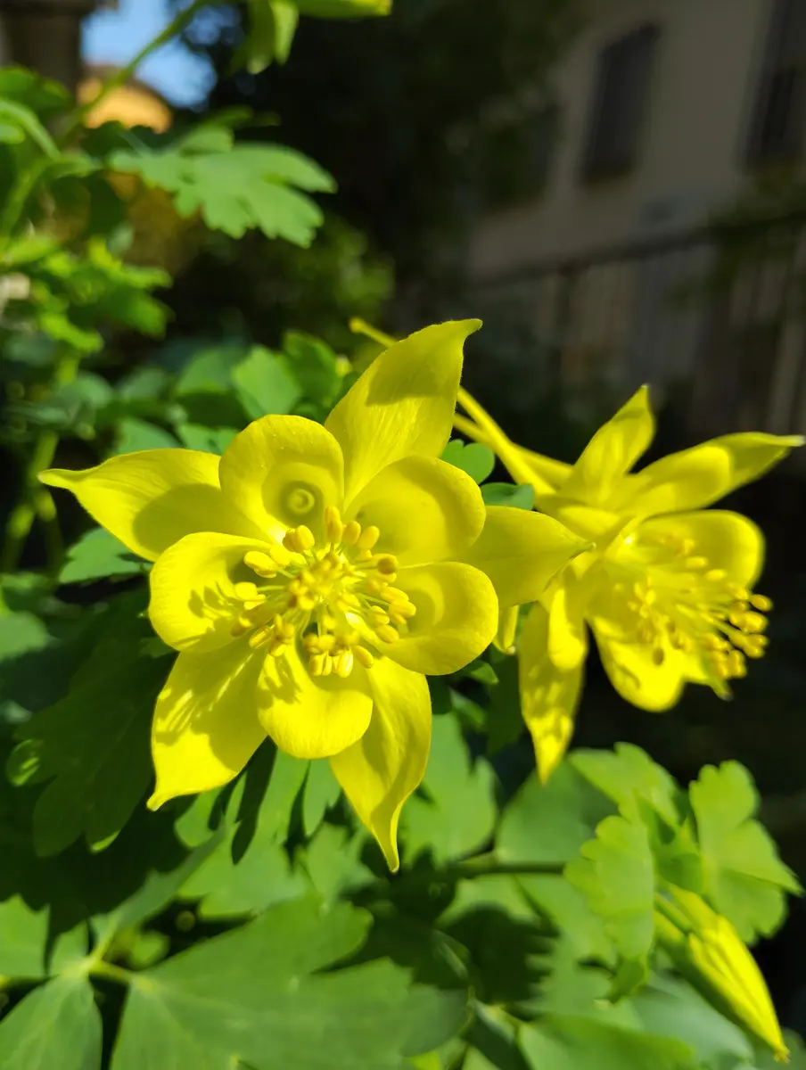黄色のオダマキが咲きました?｜園芸日記by塔ノ岳｜みんなの趣味の園芸 