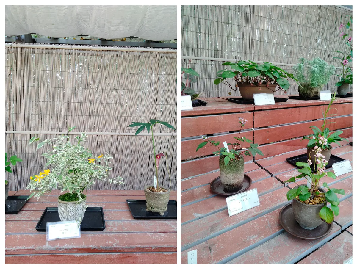 京都府立植物園2025.05.03①｜園芸日記bytoraji2023｜みんなの
