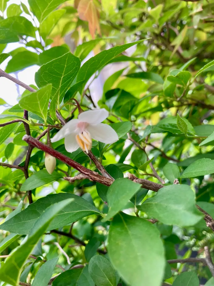 木々の花｜園芸日記bychako-oki｜みんなの趣味の園芸｜1325848
