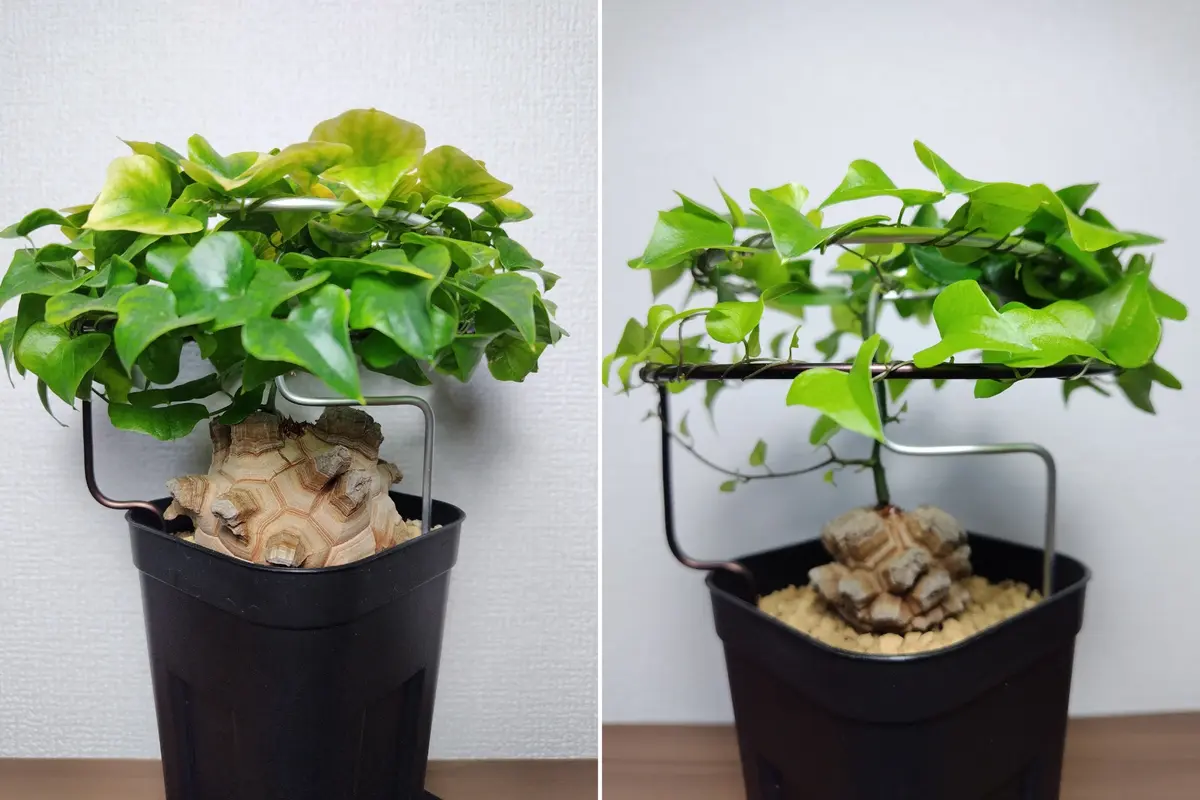 亀甲竜　鉢のままで発送 大株 ディオスコレア アフリカ亀甲竜 亀甲竜 鉢のまま発送 塊根