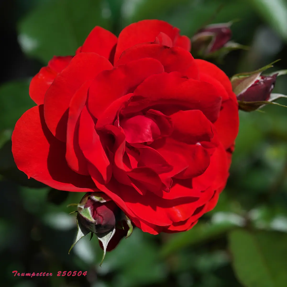 薔薇ラブソング・トランペッター開く・ぶどう花芽｜園芸日記by☆パリ