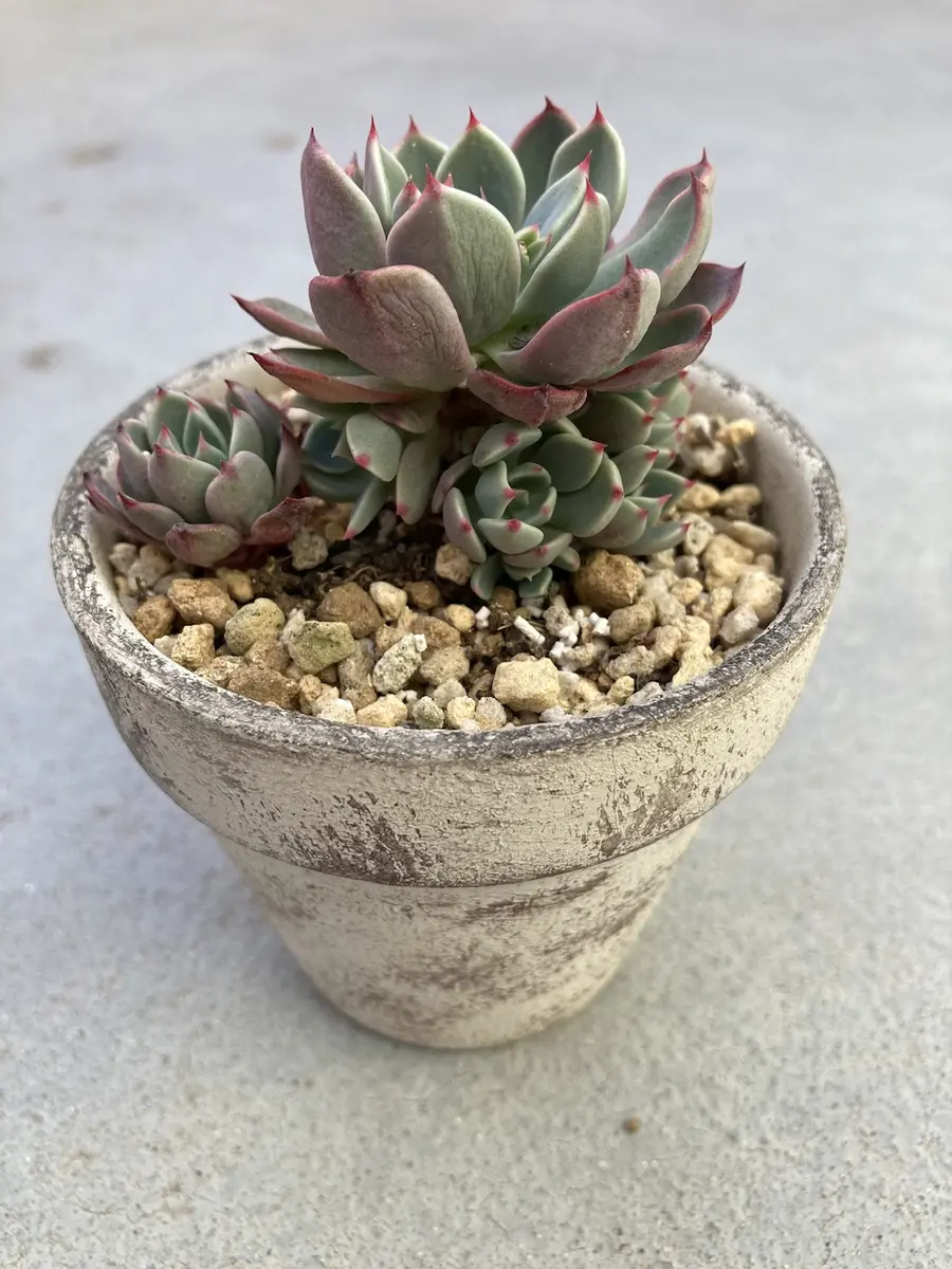 🌵リメイク鉢と多肉🌵｜園芸日記by花栞｜みんなの趣味の園芸｜1326138
