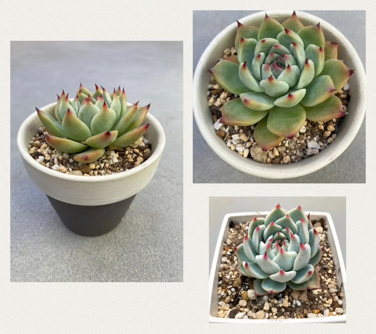 🌵リメイク鉢と多肉🌵｜園芸日記by花栞｜みんなの趣味の園芸｜1326138