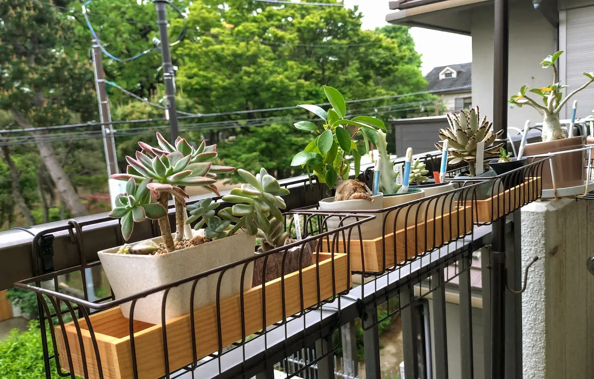 多肉植物棚🌵｜園芸日記bykikki.fukamin｜みんなの趣味の園芸